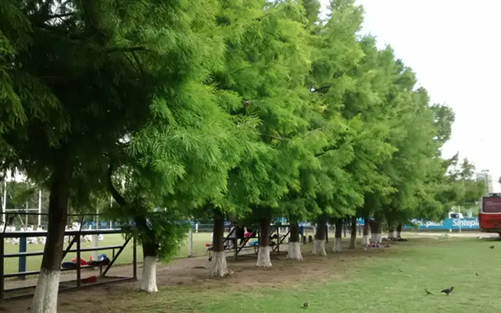 Hilera de árboles con bancos a la sombra junto a la cancha